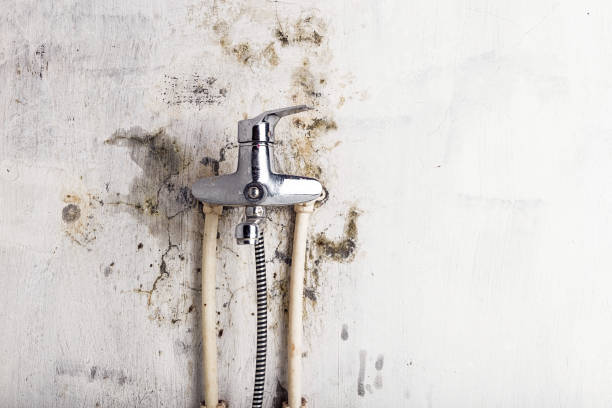 Best Bathroom Mold Remediation in Clarksburg, MD