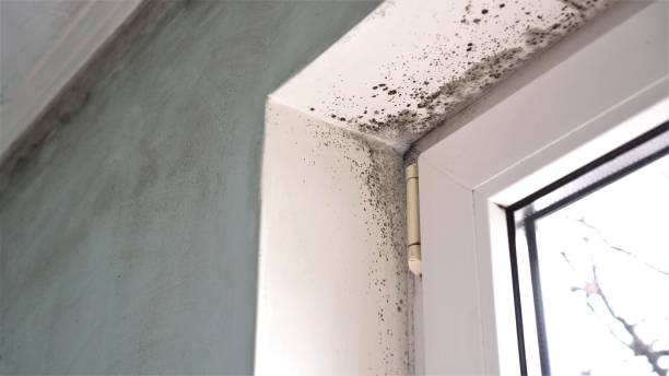 Best Attic Mold Remediation in Clarksburg, MD