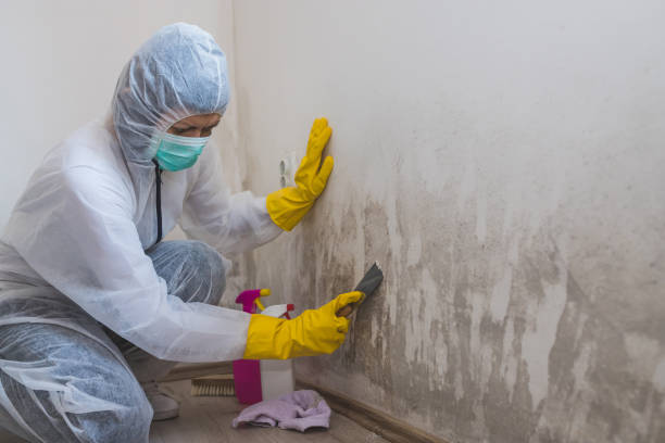 Best Mold Remediation for Schools in Clarksburg, MD