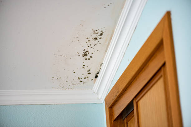  Clarksburg, MD Mold Removal Pros