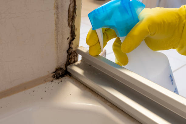 Best Post-Flood Mold Remediation in Clarksburg, MD