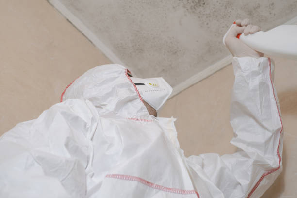 Best Black Mold Remediation in Clarksburg, MD