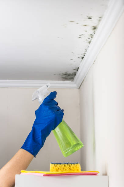 Best Preventive Mold Services in Clarksburg, MD